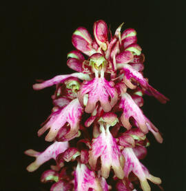 Mosques grosses ("Himantoglossum robertianum")
