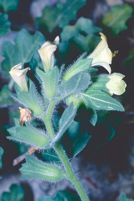 Capseta ("Hyoscyamus albus")
