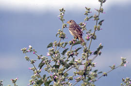 Sól·lera ("Emberiza calandra")