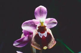 Mosca vermella ("Ophrys tenthredinifera")