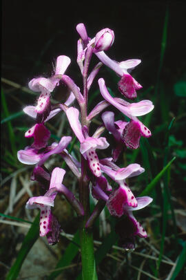 Orquídia ("Orchis mascula")