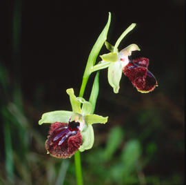 Mosca vermella ("Ophrys tenthredinifera")