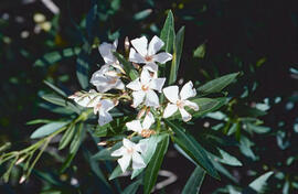 Baladre ("Nerium oleander")
