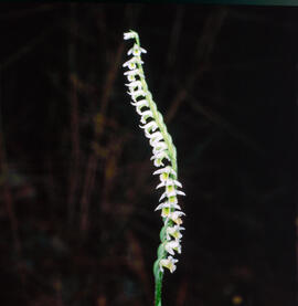Orquídia de tardor ("Spiranthes spiralis")