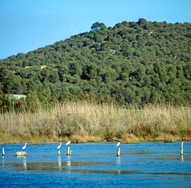 Grup de agrons blancs ("Egretta garzetta")