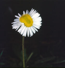Margalida ("Bellis sylvestris")