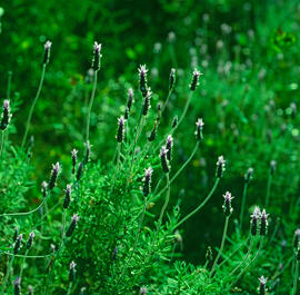 Lavanda ("Lavandula dentata")