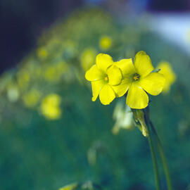 Vinagrella ("Oxalis pes-caprae")