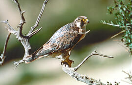 Falcó ("Falco peregrinus")