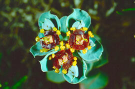 Floreta de pastor ("Euphorbia rigida")