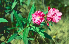 Baladre ("Nerium oleander")