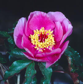 Peònia ("Paeonia mascula")