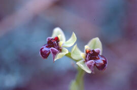 Abellera vermella ("Ophrys tenthredinifera")