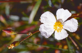 Estepa llimonenca ("Cistus monspeliensis")