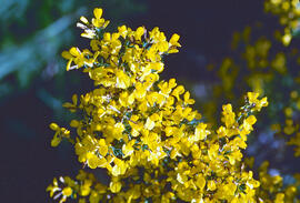 Gatosa ("Genista scorpius")