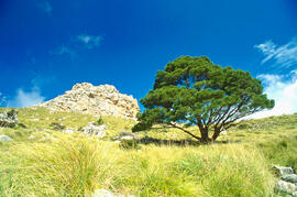 Serra de Tramuntana. Penyes Roges. Puig Roig