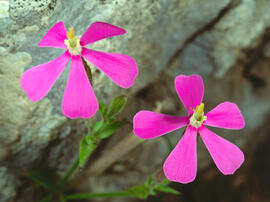 Clavell ("Silene pseudoatocion")