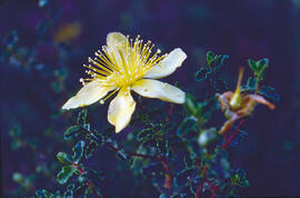 Estepa joana ("Hypericum balearicum")