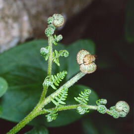 Falguera ("Pteridium aquilinum")