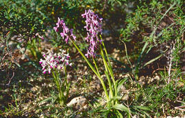 Abellera banyuda ("Orchis longicornu")