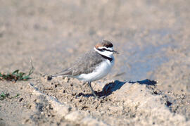 Tiruril·lo ("Charadrius alexandrinus")