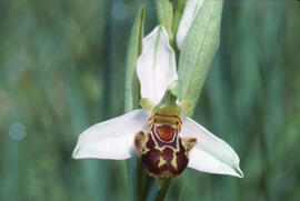 Orquídia abella ("Ophrys apifera")