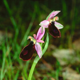 Mosca vermella ("Ophrys tenthredinifera")