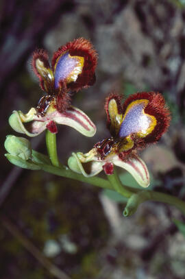 Abellera de mirall ("Ophrys speculum")