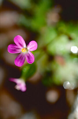 Gerani ("Geranium dissectum")