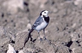 Xàtxero blanc ("Motacilla alba")