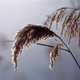 Canyet ("Phragmites australis")