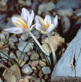 "Crocus biflorus"