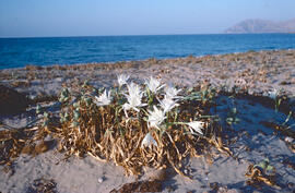 Lliri de mar ("Pancratium maritimum")