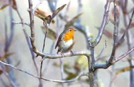Rupit ("Erithacus rubecula")