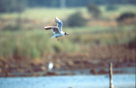 Gavina ("Larus michahellis")