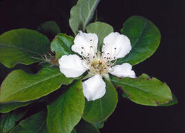 Nisprer ("Mespilus germanica")