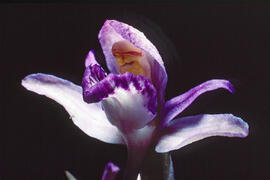 Clavell violaci ("Limodorum abortivum")