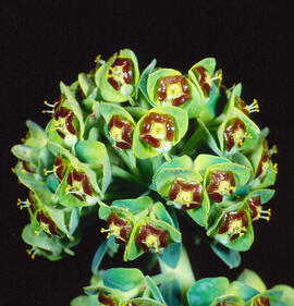 Lletrera visquera ("Euphorbia characias")