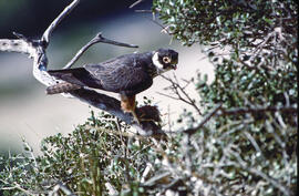 Falcó ("Falco peregrinus")