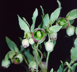 Marxívol ("Helleborus foetidus")