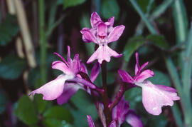 Botons de gos ("Anacamptis palustris")