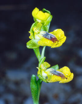 Abellera groga ("Ophrys lutea")