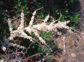 "Aruncus dioicus"