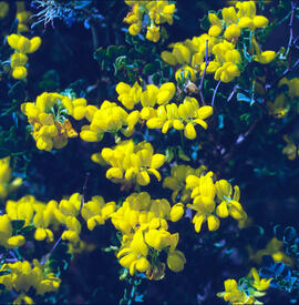 Botgeta alpestre ("Alyssum alpestre")