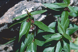 Pebrotera borda ("Vincetoxicum nigrum")