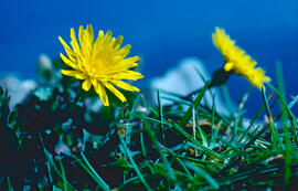 Dent de lleó ("Taraxacum officinale")
