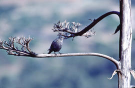 Pàssera ("Monticola solitarius")