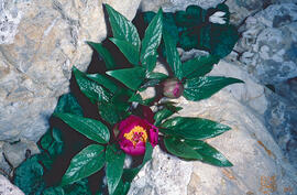 Peònia ("Paeonia mascula")