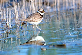Tiruril·lo ("Charadrius alexandrinus")