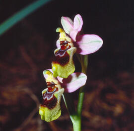 Abellera vermella ("Ophrys tenthredinifera")